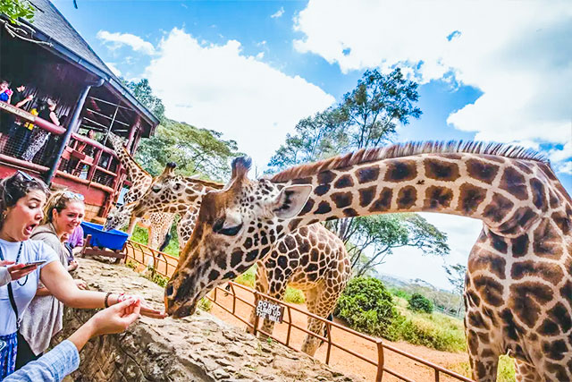 Giraffe-Centre
