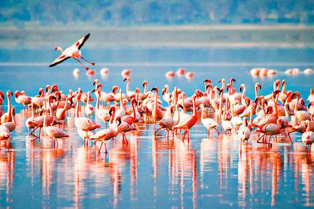 Lake-Nakuru-National-Park
