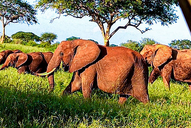 Masai-Mara-National-Reserve