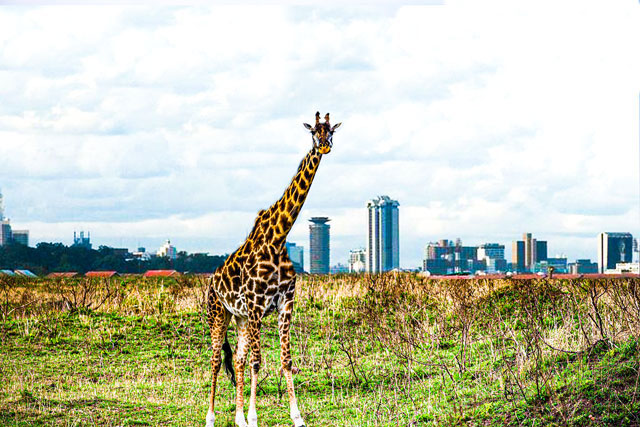 nairobi-ational-park