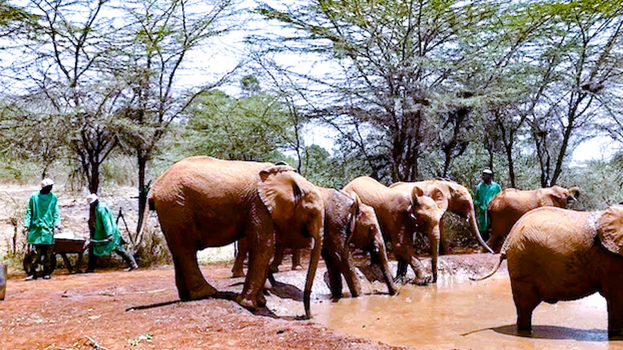 David-Sheldrick-Wildlife-Trust,