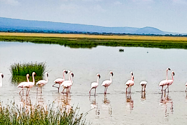 Lake-Nakuru-flamingo 2