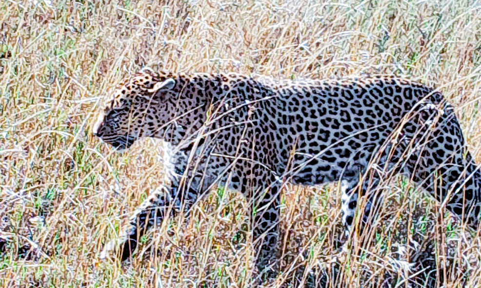 Leopard2
