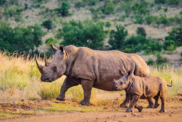 rhinoceros-4477306_1280