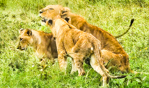 3-lions