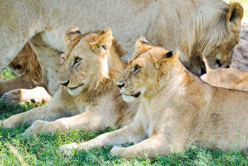 3-days-safari-lions-in-masai-mara