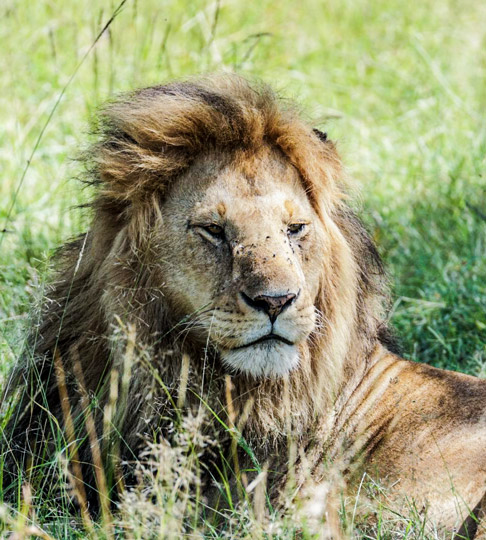 lions-in-masai-mara