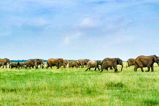 Amboseli-elephant2